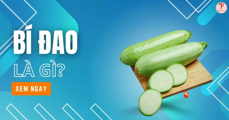 bí đao là gì?