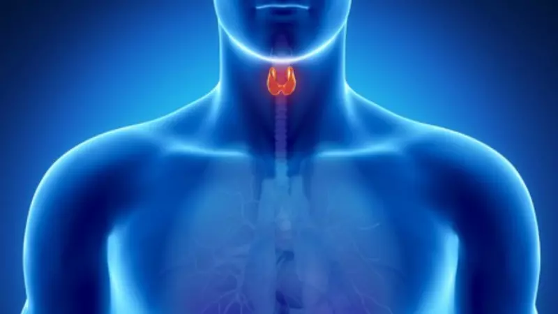 Chiết xuất từ vỏ bí ngòi có khả năng duy trì mức độ hormone tuyến giáp ổn định
