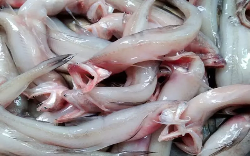 Đây là một loại cá biển thuộc họ Synodontidae