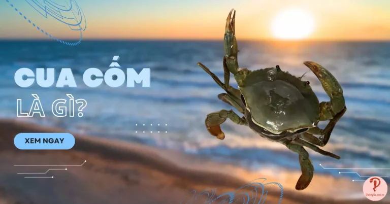 cua cốm là gì