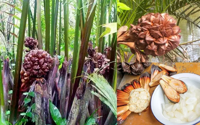 Nhựa của cuống hoa dừa khi chưa nở sẽ mang hàm lượng đường rất cao
