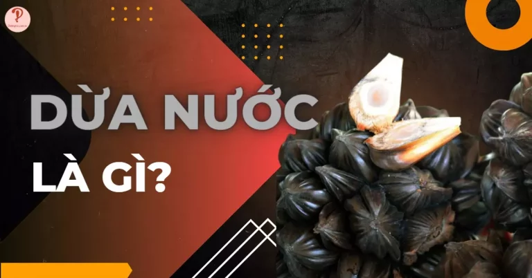 Dừa nước là gì?