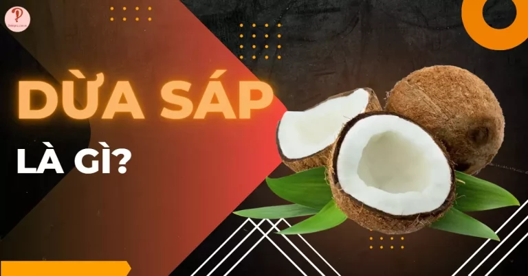 Dừa sáp là gì?