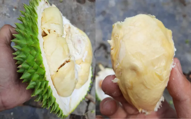 Sầu riêng khổ qua dao động trong khoản 120.000 - 150.000 đồng/kg