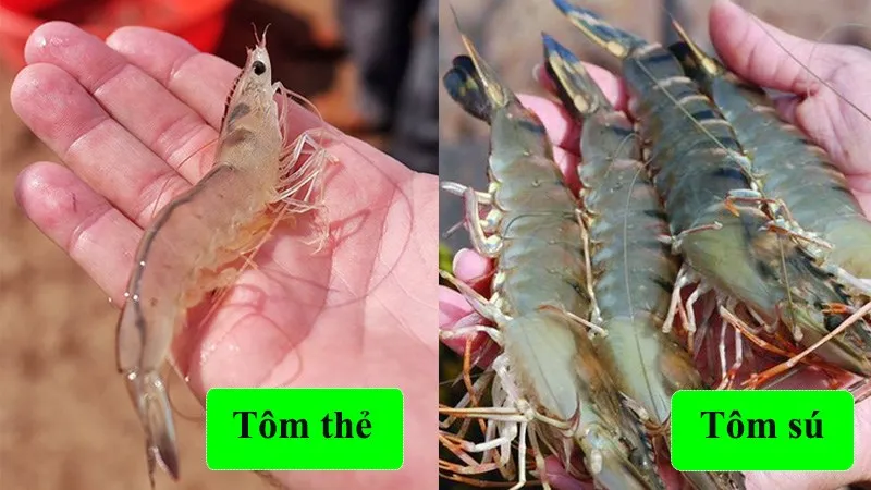 Tôm thẻ phù hợp với các món rim và tôm sú phù hợp với các món nướng