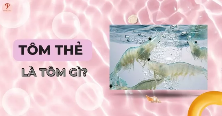 Tôm thẻ là tôm gì