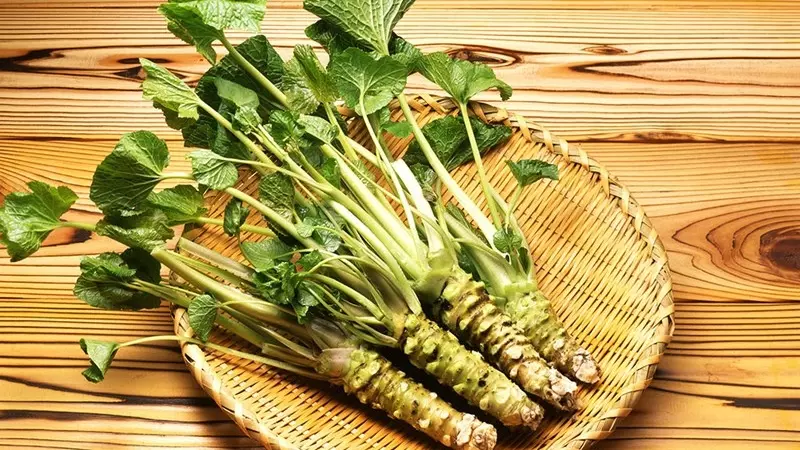 Wasabi đã được dùng làm thuốc trong thời Heian