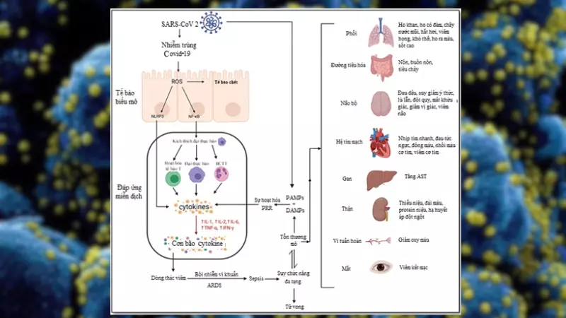 Các Cytokine được tạo ra từ nhiều loại tế bào miễn dịch khác nhau
