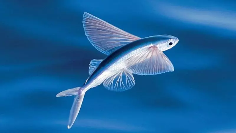 Cá chuồn bay thường sống ở những vùng biển nhiệt đới