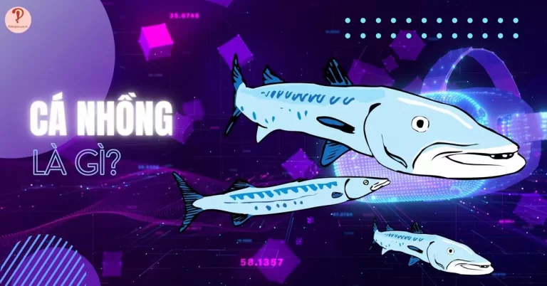 cá nhồng là gì
