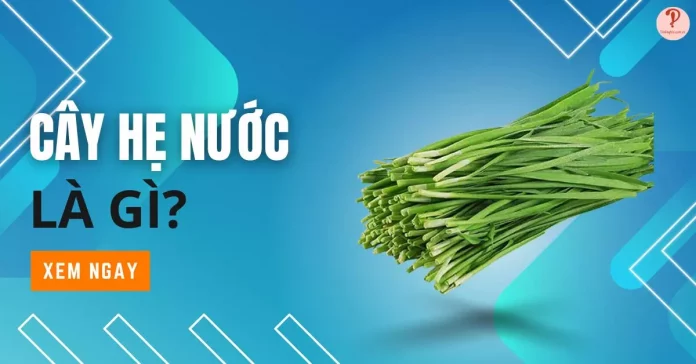 Cây hẹ nước
