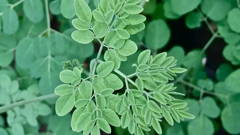 Moringa oleifera, hay còn được gọi là cây chùm ngây, là một loại cây nhỏ có thân gỗ