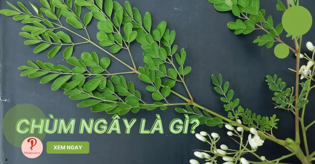 chùm ngây là gì