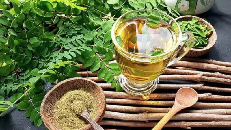 Ăn rễ chùm ngây và sử dụng chiết xuất của nó quá mức có thể gây nguy hiểm và tê liệt