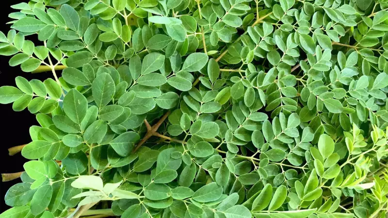 Gần như tất cả các phần của cây chùm ngây đều có thể được sử dụng làm thực phẩm hoặc nguyên liệu trong các thuốc thảo dược truyền thống