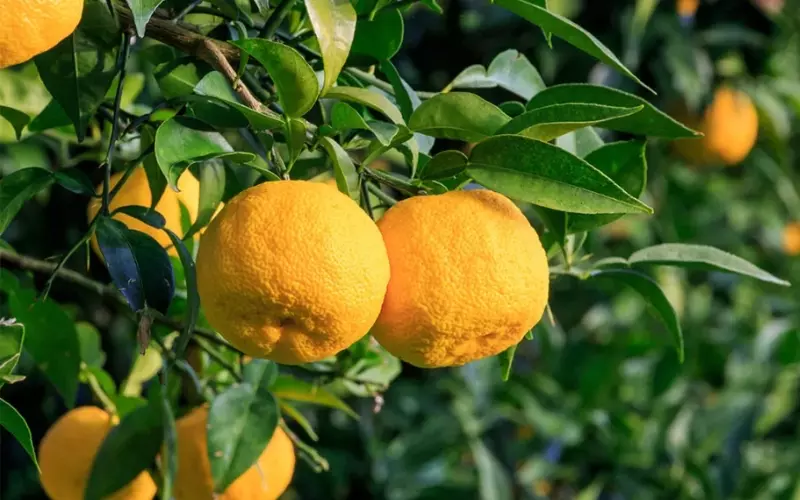 Yuzu được dùng trong các món tráng miệng