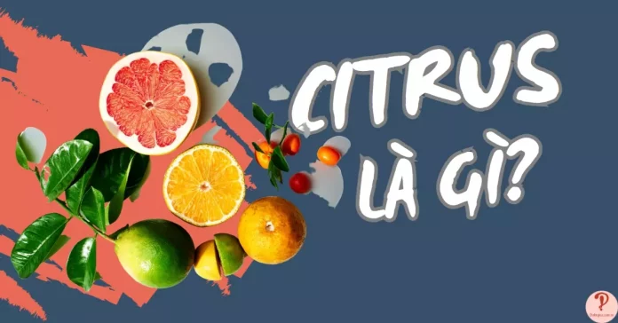 citrus-la-gi-thumb