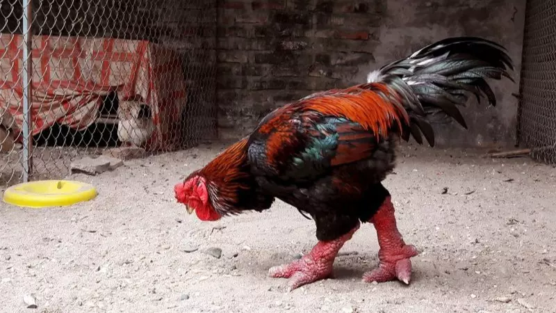 Gà Đông Tảo hay có tên gọi khác là gà Đông Cảo, đây là một giống gà quý hiếm