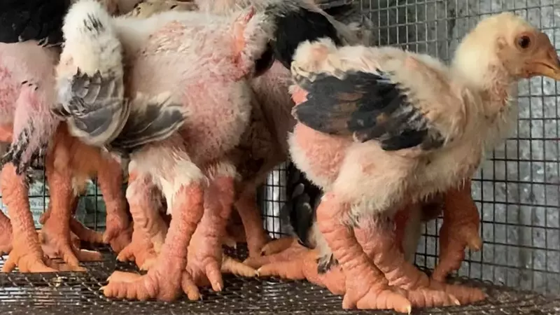 Đối với gà Đông Tảo con, cách phân biệt có chút khó khăn hơn dựa trên độ tuổi của gà