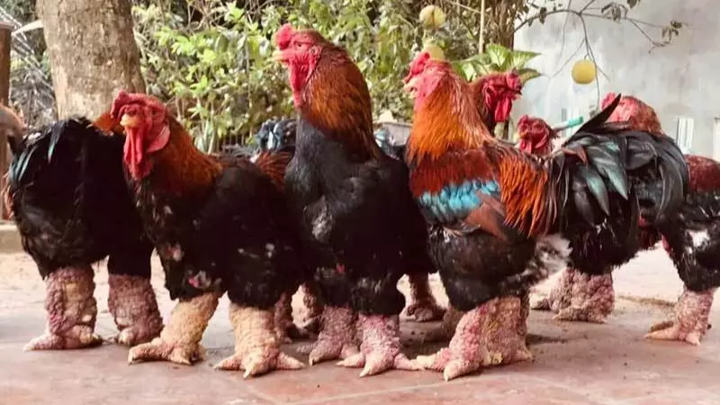 Bạn nên chọn mua gà Đông Tảo nuôi nhốt và nuôi thả vườn để thịt được ngon nhất