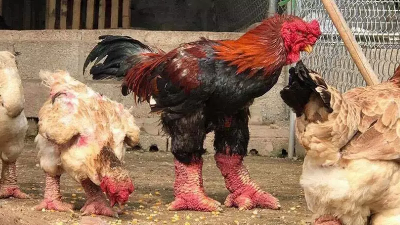 Gà Đông Tảo trưởng thành thường có giá khoảng 400.000 - 600.000 đồng/kg, có thể lên đến hơn 1 triệu đồng/kg