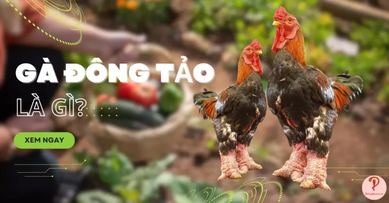 gà đông tảo là gì