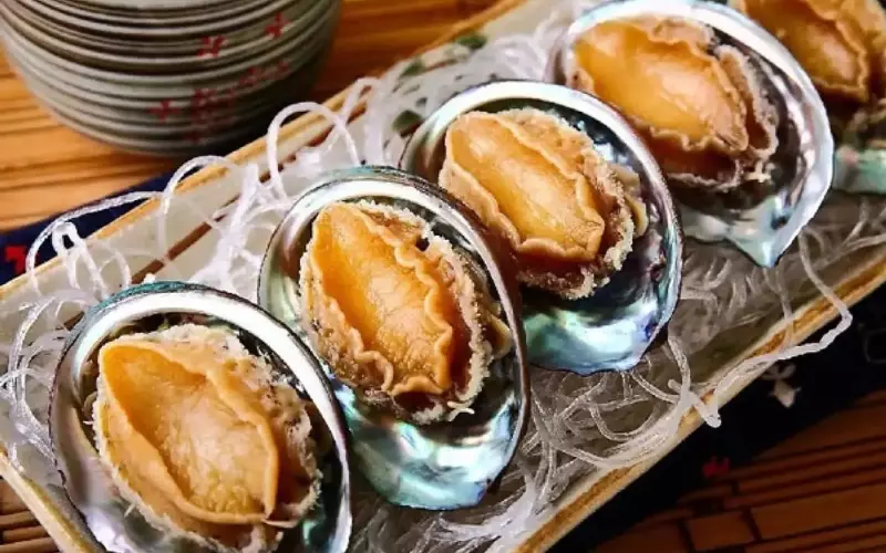Loại bào ngư này thường sống ở các vỉa đá ngầm dưới phần đáy biển của đảo Bạch Long Vĩ