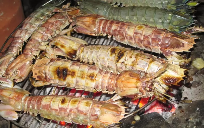 Tôm tít Cà Mau được sống trong môi trường giàu phù sa quanh năm