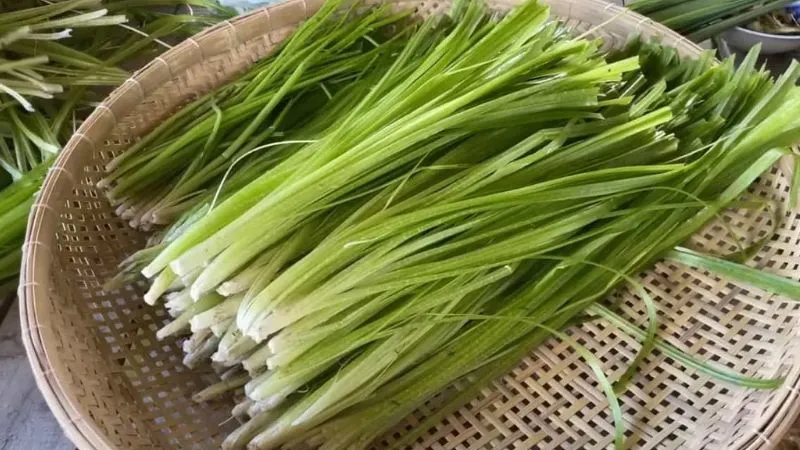 Hẹ nước mọc thành từng bụi, phần gốc có màu trắng, lá dài và hẹp, màu xanh