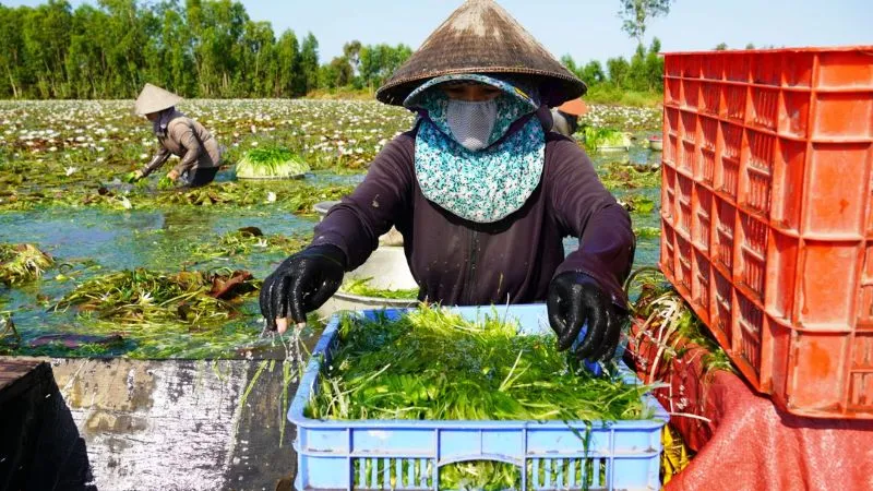 Người dân miền Tây thường gọi loại hẹ nước là "của trời cho"