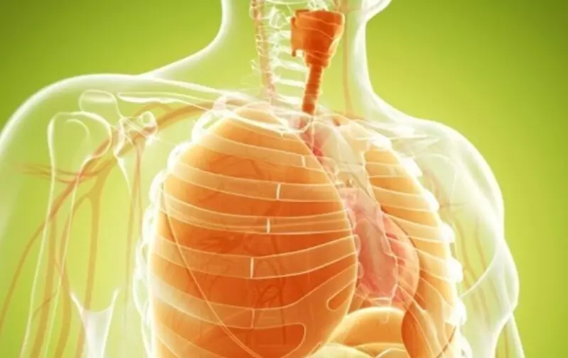 Hít thở trong môi trường chứa ion âm trong vòng nửa tiếng sẽ giúp tăng khả năng hô hấp lên 20%