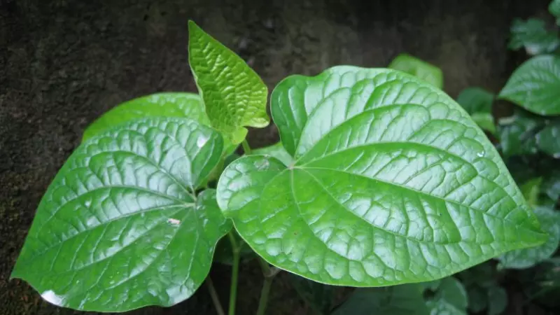 Lá lốt