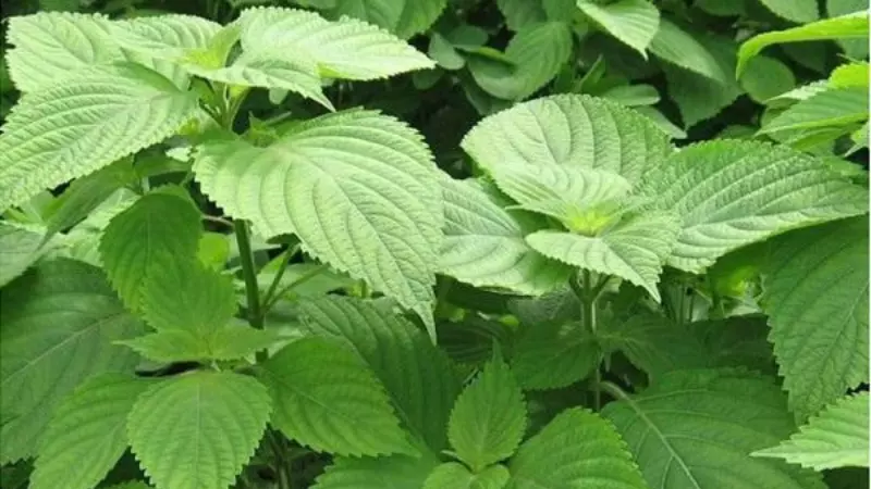 Kinh giới