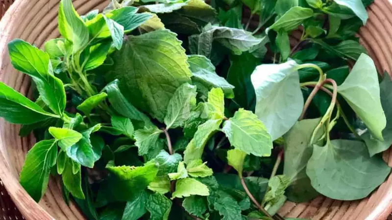 Một số loại rau mùi có chứa lượng lớn các chất ứng chế tế bào ung thư