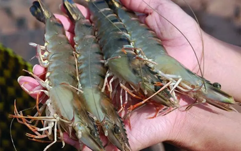 Thông thường, tôm sú thường được tìm thấy trong môi trường nước mặn