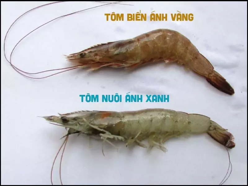 Tuy nhiên theo các chuyên gia đánh giá thì thịt tôm sú biển sẽ ngon hơn tôm sú nuôi