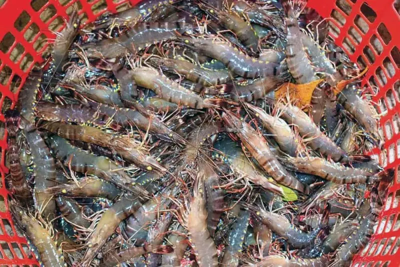 Giá tôm có thể biến động khác nhau phụ thuộc vào từng thời điểm, khu vực, mùa vụ,...