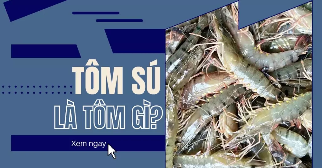 Tôm sú là tôm gì