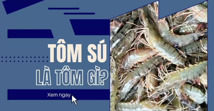 Tôm sú là tôm gì