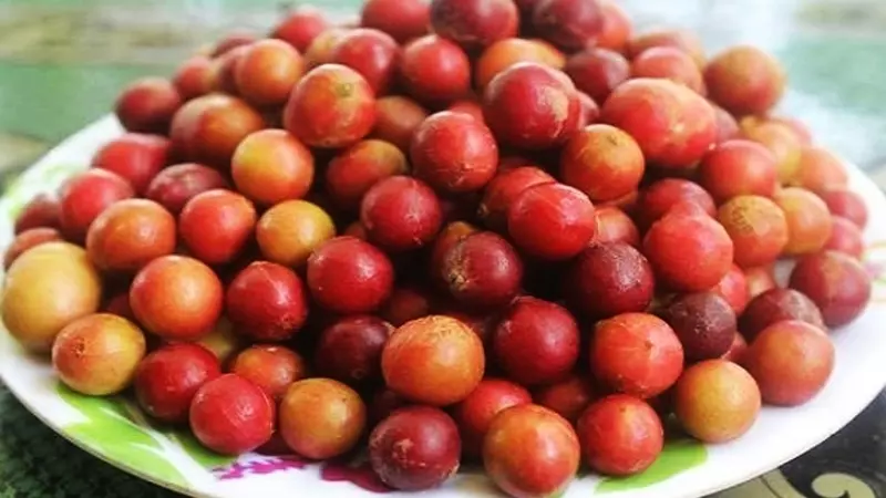 Trái Da Đá, một đặc sản nổi tiếng khi nhắc đến Ninh Thuận
