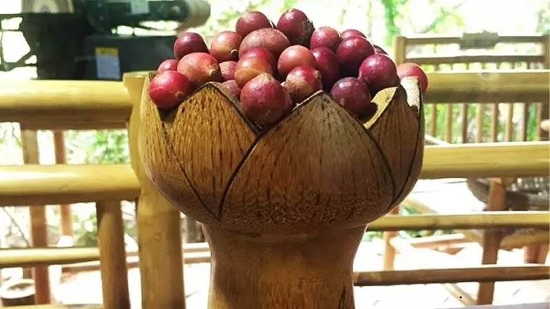 Trái Da Đá, một loại đặc sản hiếm có và độc đáo, chỉ được tìm thấy duy nhất trong vùng núi Ninh Thuận