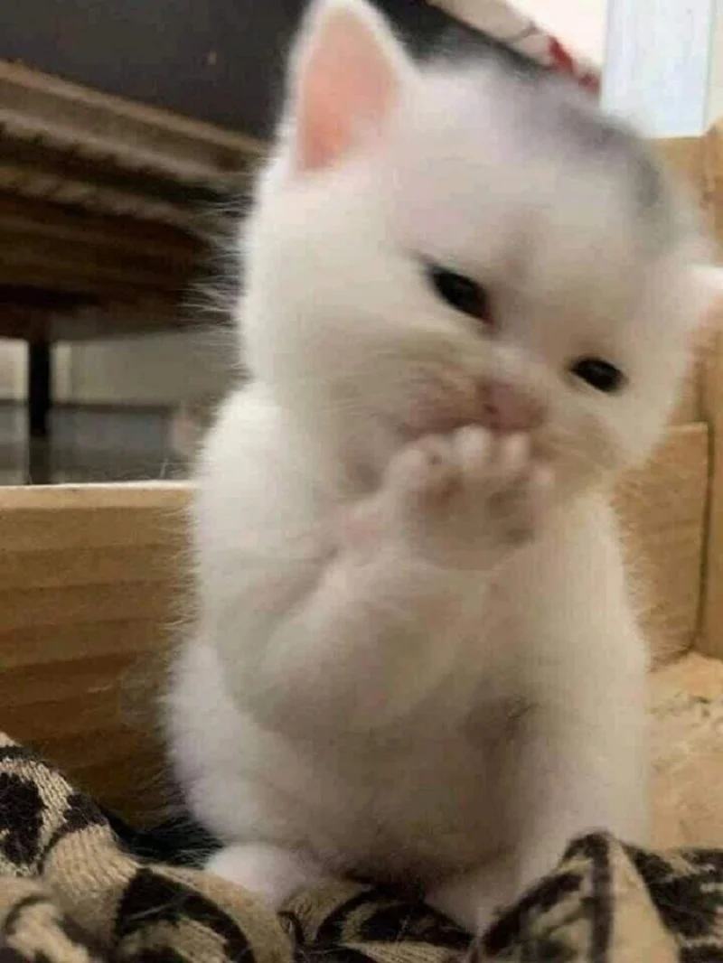 Meme mèo đáng yêu