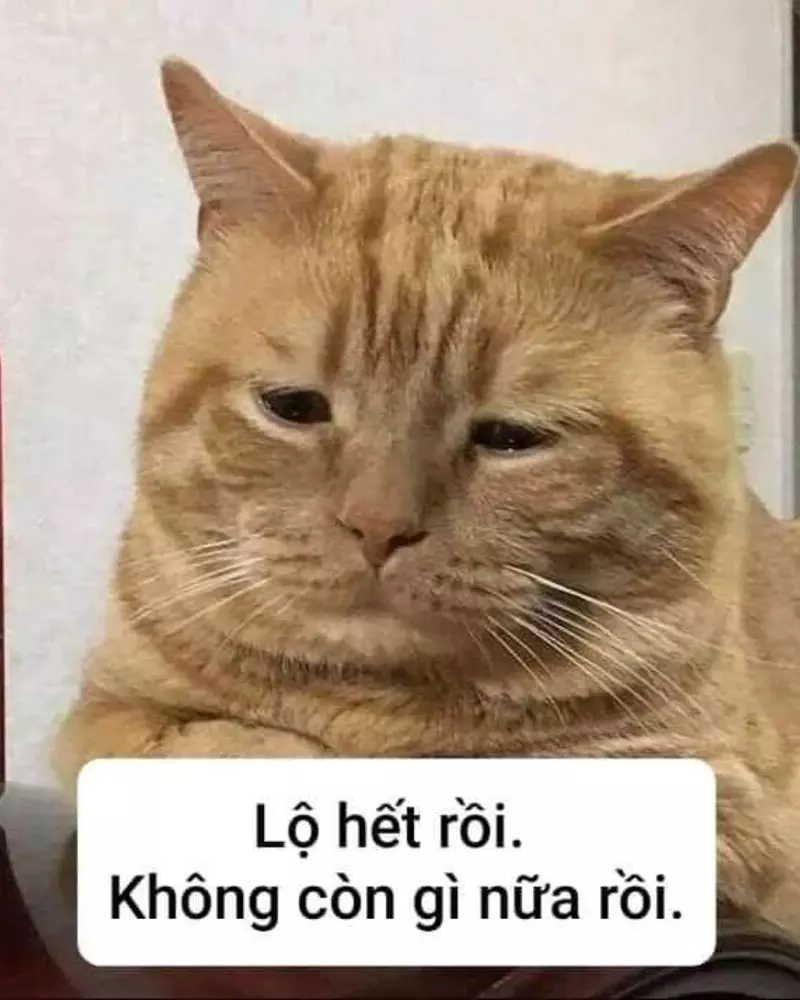 Meme mèo bựa