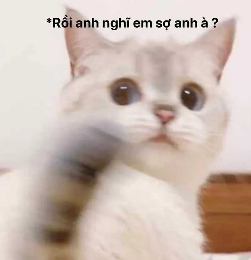 Meme mèo đáng yêu