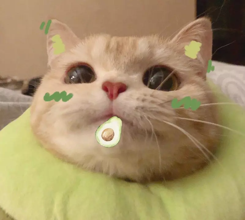 Meme mèo đáng yêu
