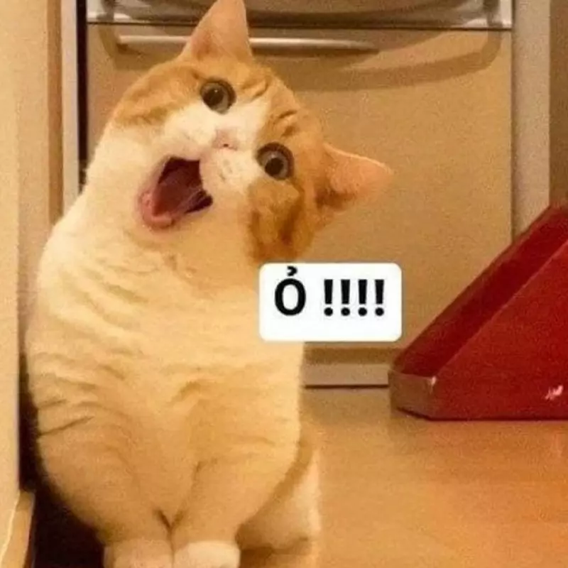Meme mèo đáng yêu