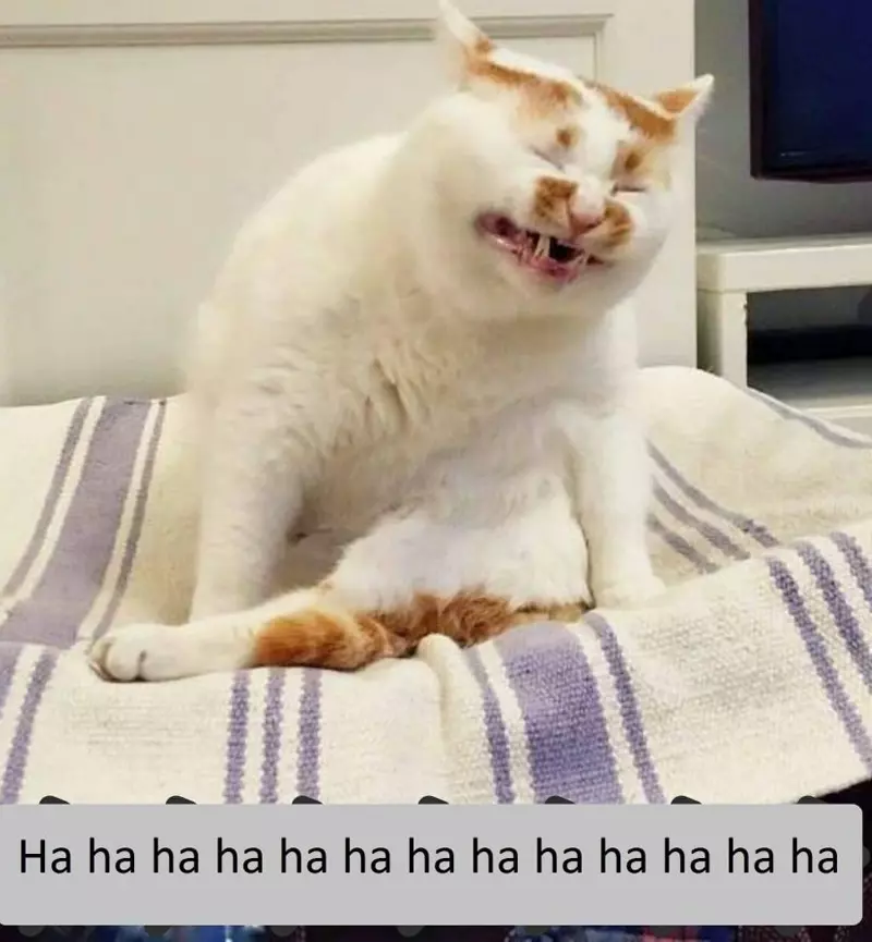 Meme mèo bựa