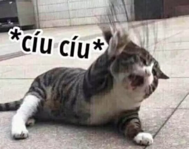 Meme mèo bựa