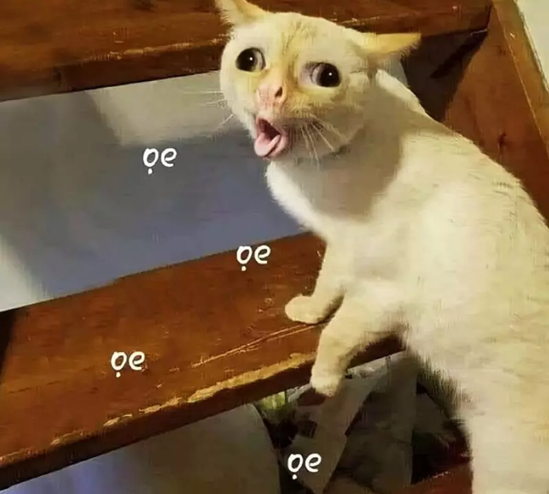 Meme mèo bựa