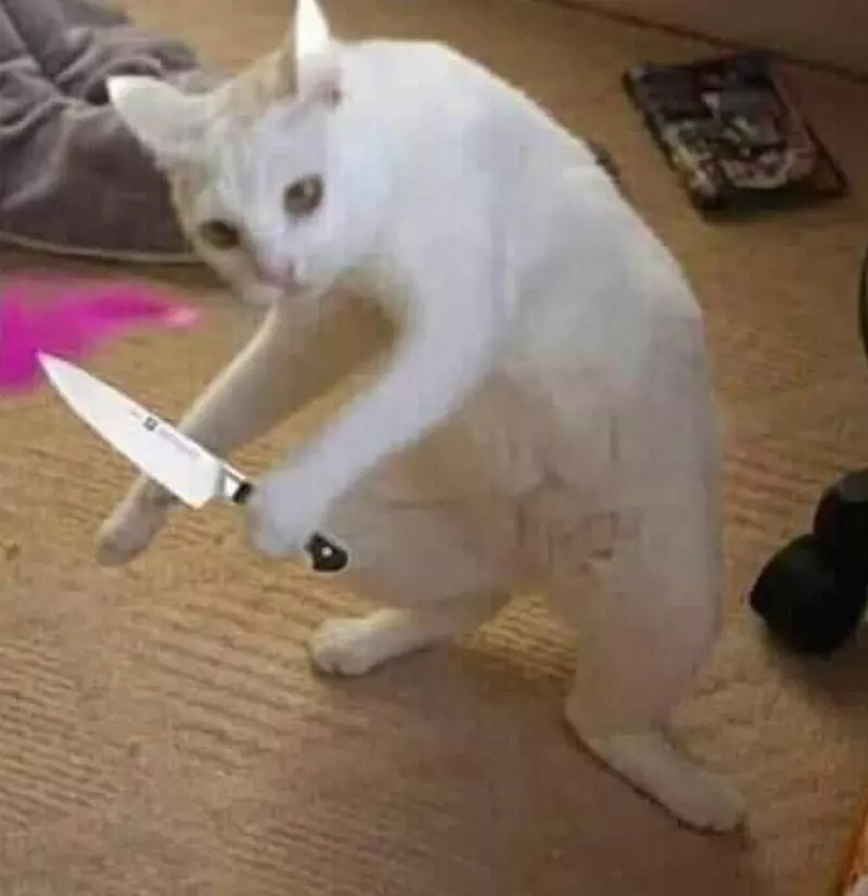 Meme mèo kiêu ngạo